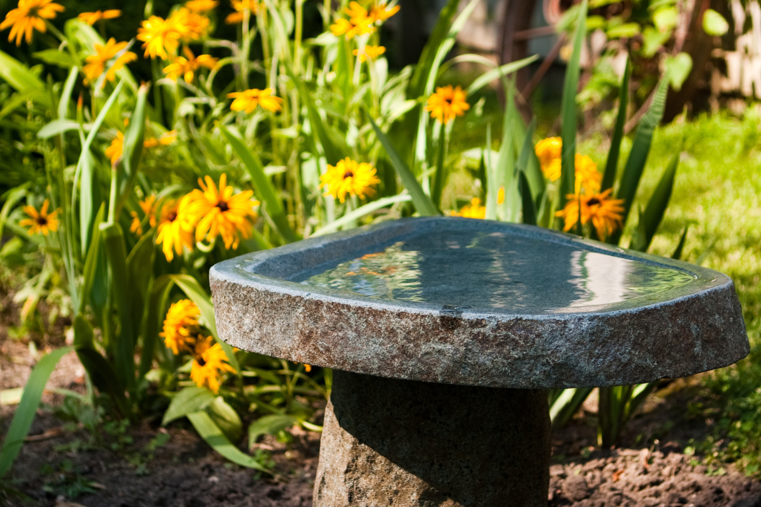 Stein fuglebad i hage med gule blomster Stein fuglebad omgitt av gule blomster i en frodig hage.