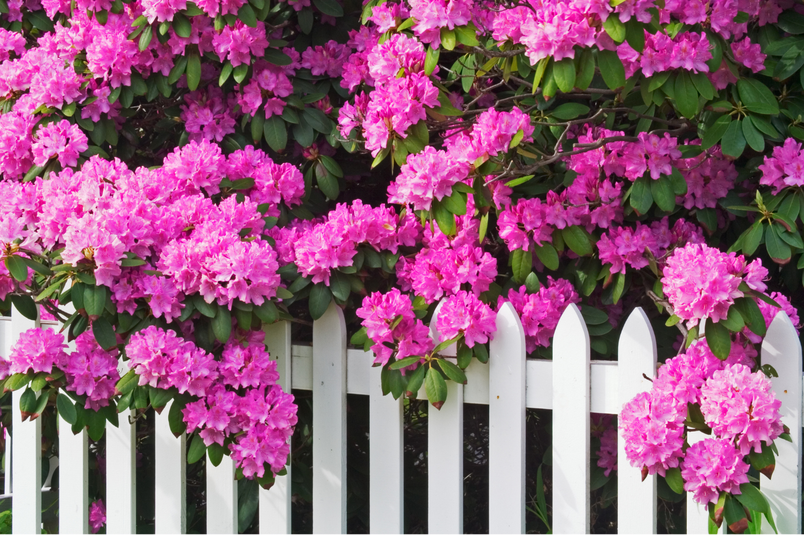 Rhododendron i full blomst langs hvitt hagegjerde Rosa rhododendron i full blomst langs hvitt stakittgjerde i hagen.
