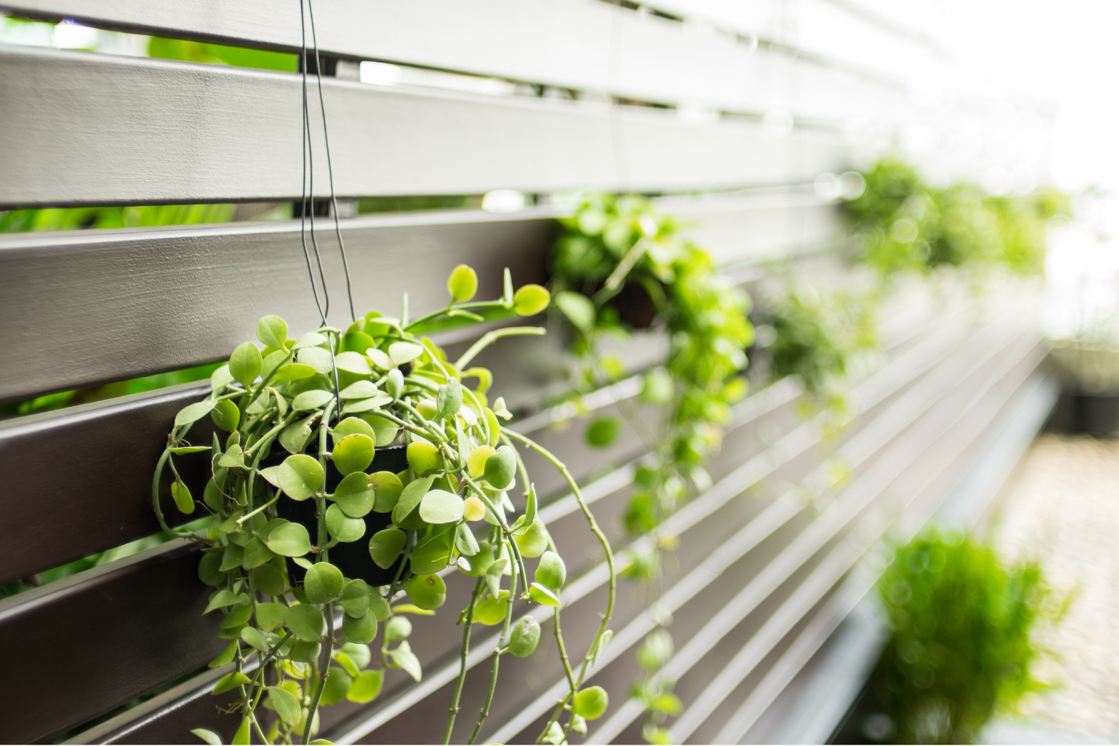 Hengeplanter på moderne levegg i hagen eller på balkongen Grønne hengeplanter på moderne levegg av tre på terrasse eller balkong.
